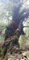 Arbre le long du sentier