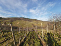 Abbaye du Baumgarten et vignoble de Bernardvillé Abbaye du Baumgarten et vignoble de Bernardvillé