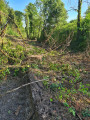 Dans les forêts de Sainte-Geneviève Dans les forêts de Sainte-Geneviève
