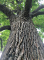 Arbres remarquables des chasses royales de Sénart Arbres remarquables des chasses royales de Sénart