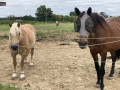 Flânerie avec les chevaux à Bréhand (Flânerezh ouzh ar c’hezeg) Flânerie avec les chevaux à Bréhand (Flânerezh ouzh ar c’hezeg)
