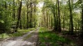 La Forêt de Rosny La Forêt de Rosny