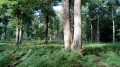 Petite boucle dans le Sud de la Forêt de Saint-Germain-en-Laye Petite boucle dans le Sud de la Forêt de Saint-Germain-en-Laye