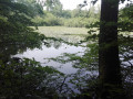 En forêt d'Hautvillers En forêt d'Hautvillers
