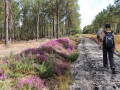 Dans la Forêt de Courléon Dans la Forêt de Courléon