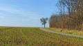 La Forêt domaniale de Mirebeau depuis Drambon