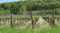 De Rosheim à Ottrott par la voie verte De Rosheim à Ottrott par la voie verte