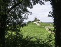 En forêt entre Mailly et Verzenay En forêt entre Mailly et Verzenay