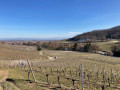 Entre vignoble et forêt au départ d'Ammerschwihr Entre vignoble et forêt au départ d'Ammerschwihr