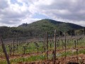 Burgen von Ribeauvillé durch die Weinberge und über den Schluesselstein Burgen von Ribeauvillé durch die Weinberge und über den Schluesselstein