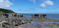 Le long de la côte de Grand Baie à Rivière Banane Le long de la côte de Grand Baie à Rivière Banane