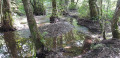 Le long du Ruisseau de Naidimont depuis Neufmanil Le long du Ruisseau de Naidimont depuis Neufmanil