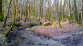 Menhirs et ruisseaux en Forêt Domaniale de Camors Menhirs et ruisseaux en Forêt Domaniale de Camors