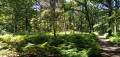 Dans l'Ouest de la Forêt de Rougeau Dans l'Ouest de la Forêt de Rougeau