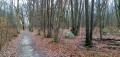 La Forêt de Bréviande et les étangs de Cesson-la-Forêt La Forêt de Bréviande et les étangs de Cesson-la-Forêt