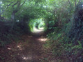 Les chemins creux de La Dorée Les chemins creux de La Dorée