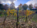 Les vignes de Jouy-le-Moutier Les vignes de Jouy-le-Moutier